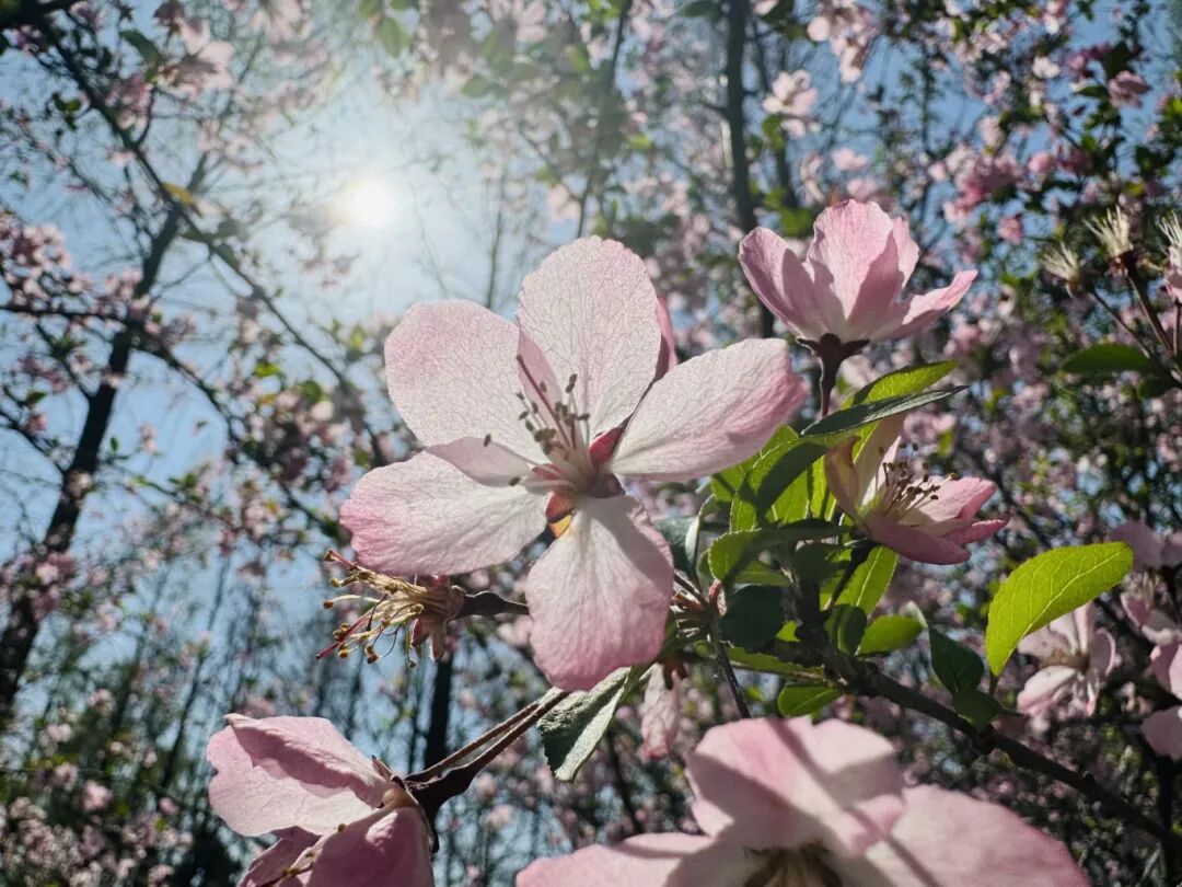 银龄追光记•福满家园春日镜头邂逅诗意芳华